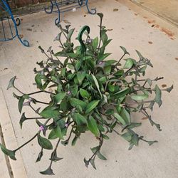 Purple Heart Beautiful And Healthy HANGING BASKETS PLANTS ARRIVED. $14 each