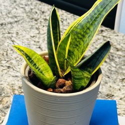 Sensevieria Plant in Ceramic Pot