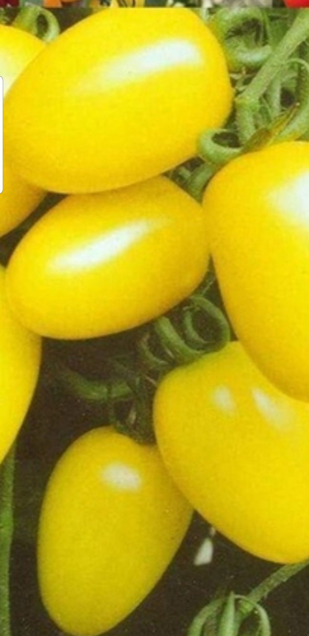 Organic Yellow pear tomato plant