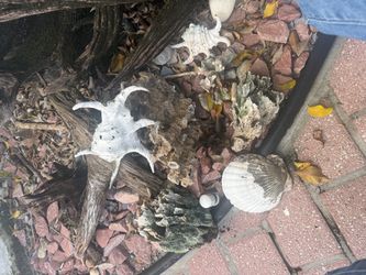 Vintage Shell and Coral Garden Decor