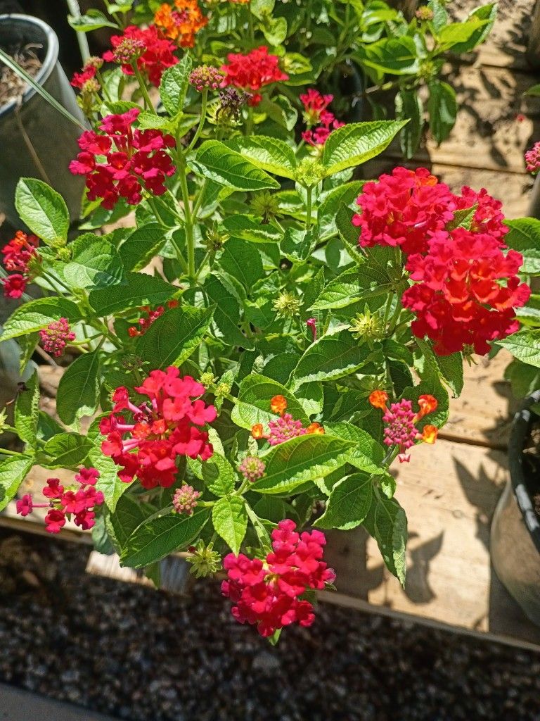 Beautiful Assorted Lantana Plants 