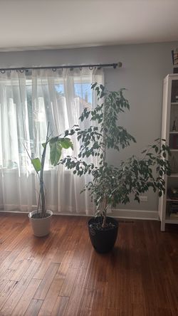 Ficus Benjamina for sale