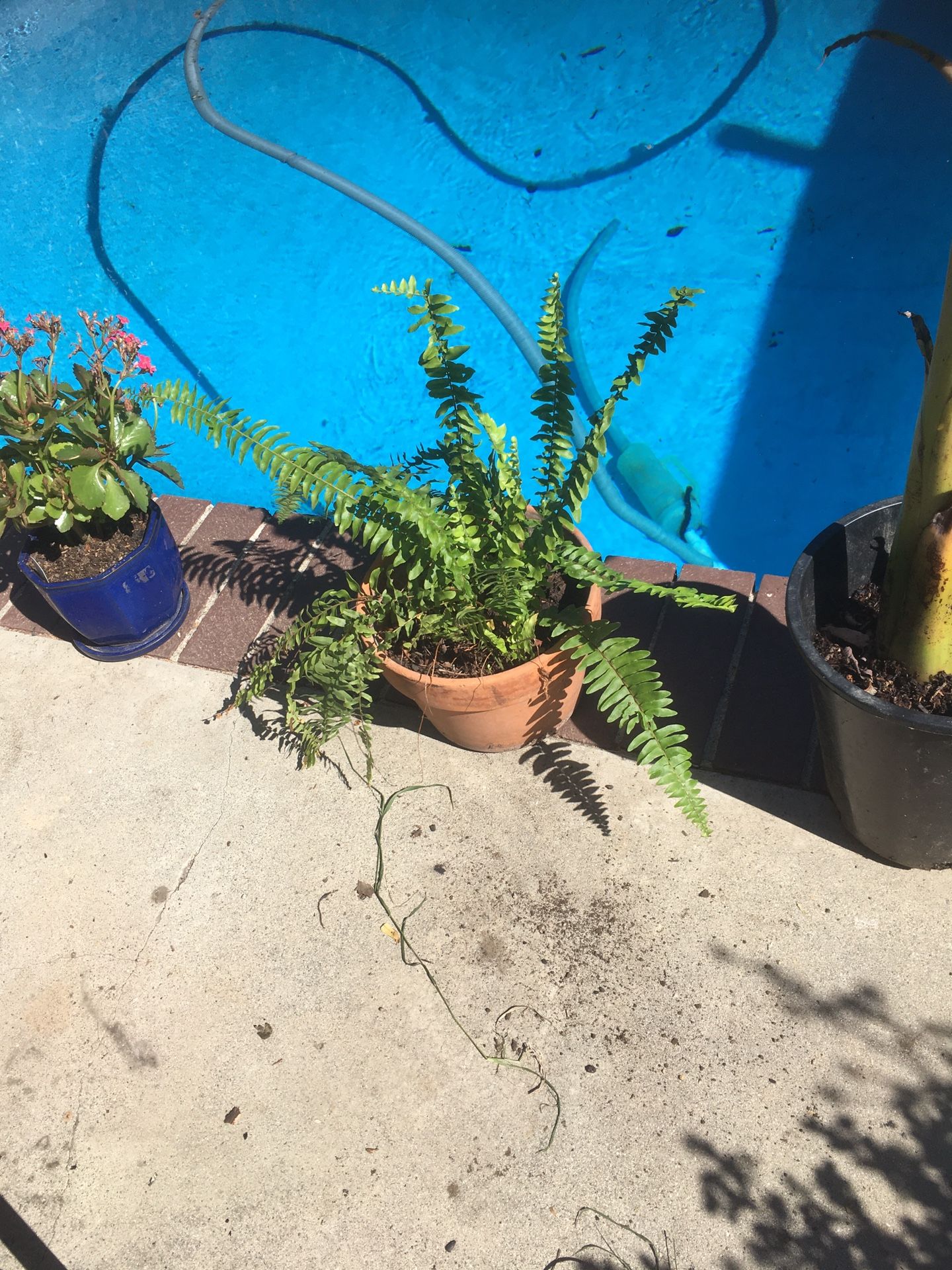 fern plant in medium small clay pot