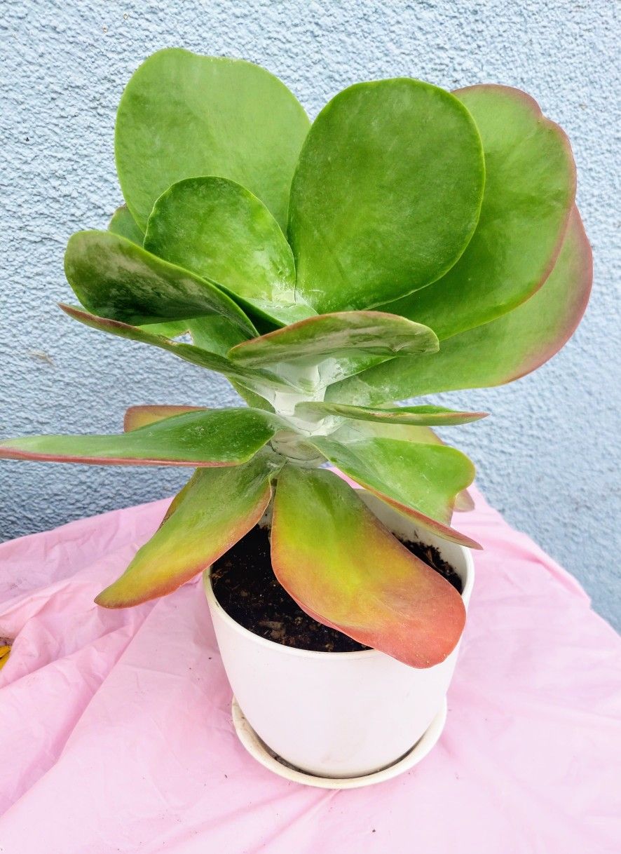 Flap Jack Succulent