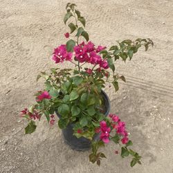 Bougainvillea
