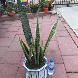 Beautiful Snake Plant In Ceramic Pot Asian Design Succulent Flower Trending Patio Garden Yard Home Hot Popular