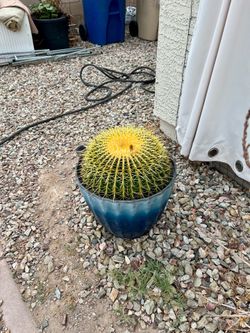 Free plants