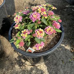 Lantana