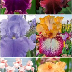 Rare hybrid iris plants  mystery color