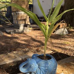 LOW PRICE MOVING- BEAUTIFUL WEST ELM ELEPHANT PORCELAIN POT 
