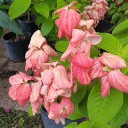 Mussaenda Plants With Beautiful Pink And Red Flowers 🌺🌸💚