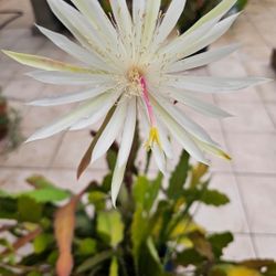 Epiphyllum hookeri cuttings