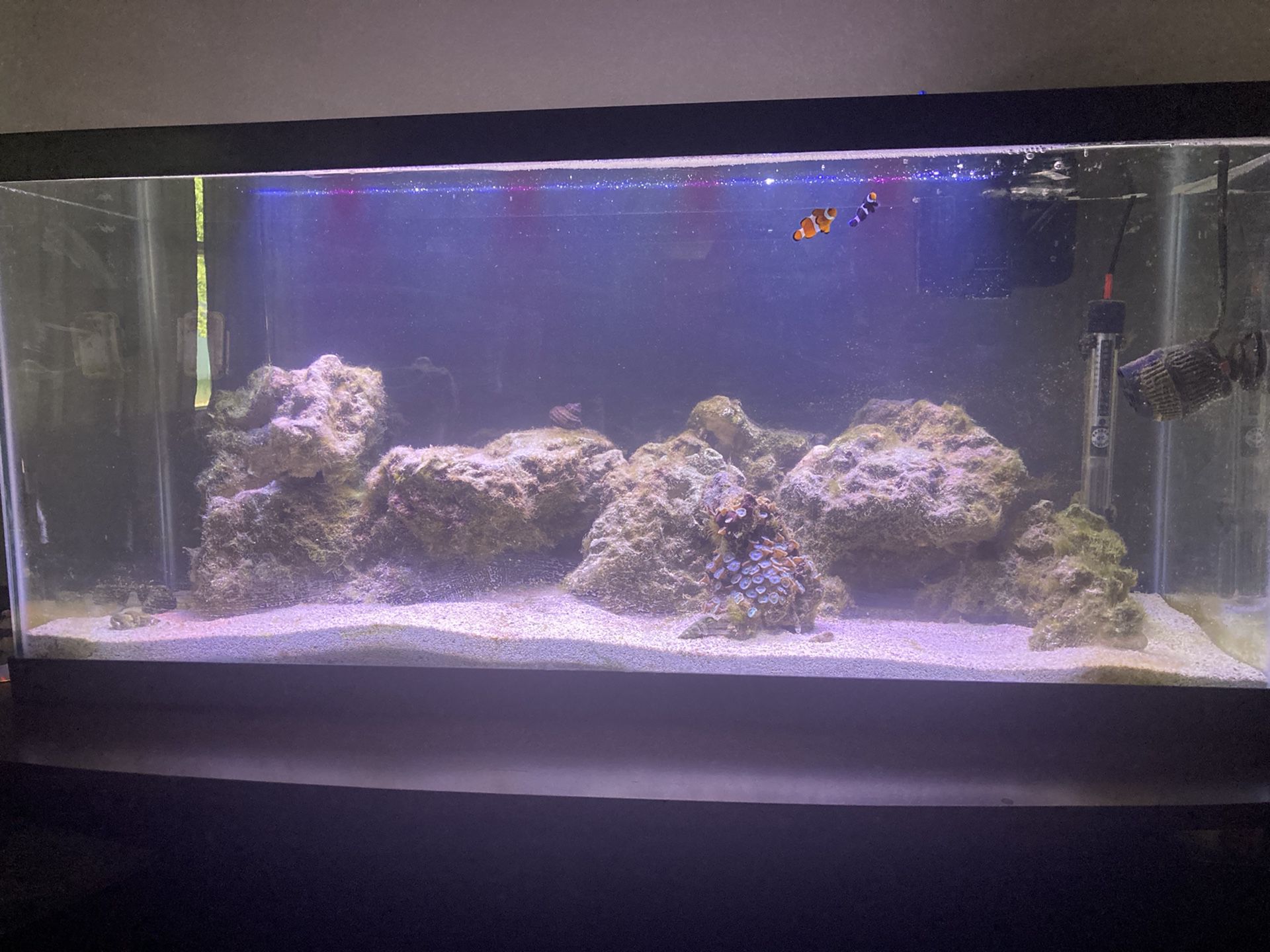 Saltwater Fish Tank 