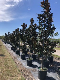 Magnolia Trees Beautiful 8-10Ft Tall