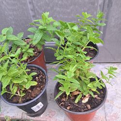 Mint Plant 