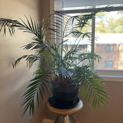 Plant For Sale