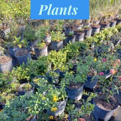 Plants for Sale $4.50 🪴