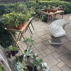 Moving-out Plants Sale! 