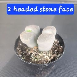 SUCCULENTS AND LITHOPS SALE THIS SATURDAY IN SAN LORENZO..1PM TO 4PM