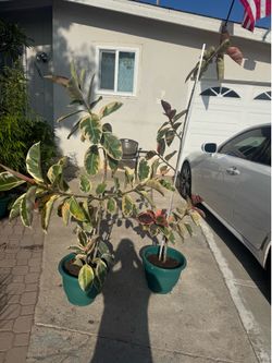 Variegated rubber tree 100$ each