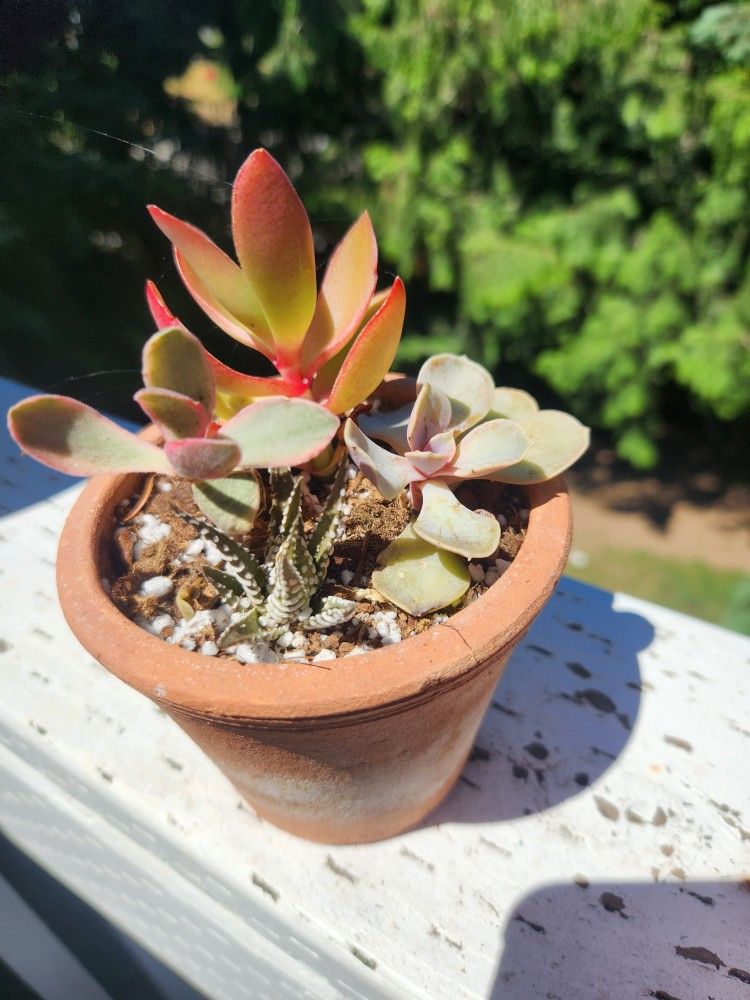 Succulent Arrangement