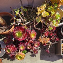 $7 Plastic Pots Fully Grown Plants