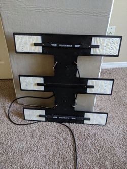 Black bird grow light