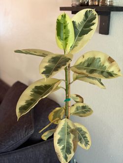 Ficus tree