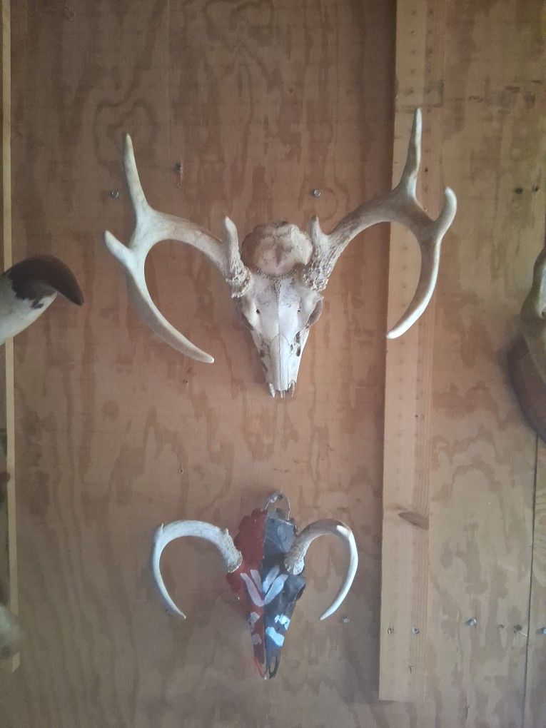 European Mounts