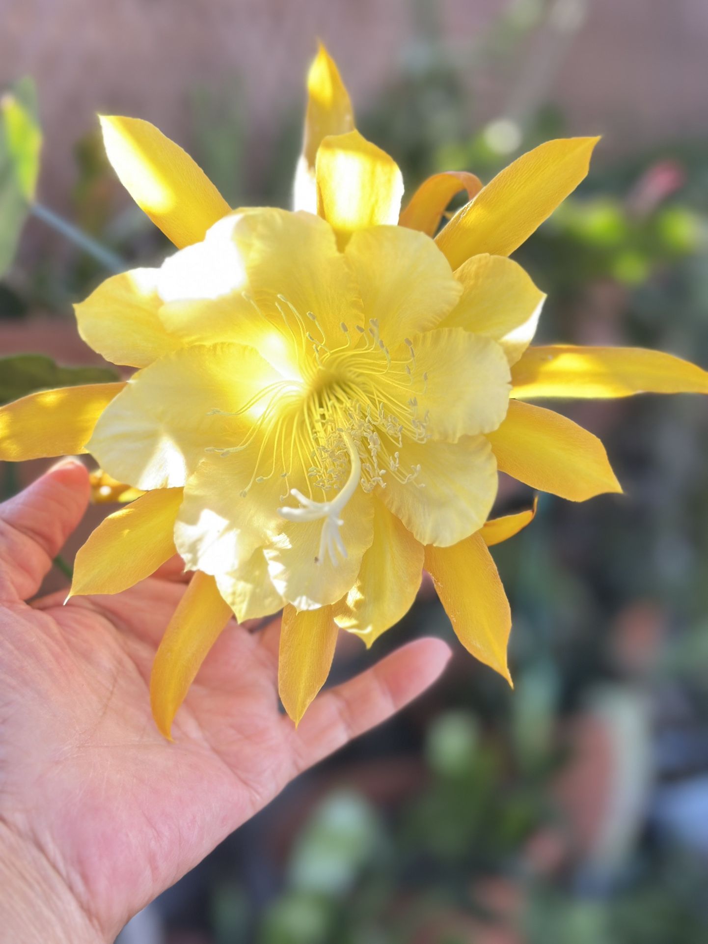 EPIPHYLLUMS, Monkey Tails