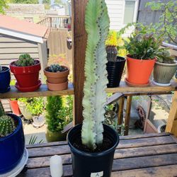 Live indoor Euphorbia Ammak (African Candelabra) cactus in a plastic nursery planter—firm price