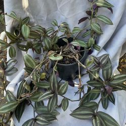 Tradescantia Zebrina Plant
