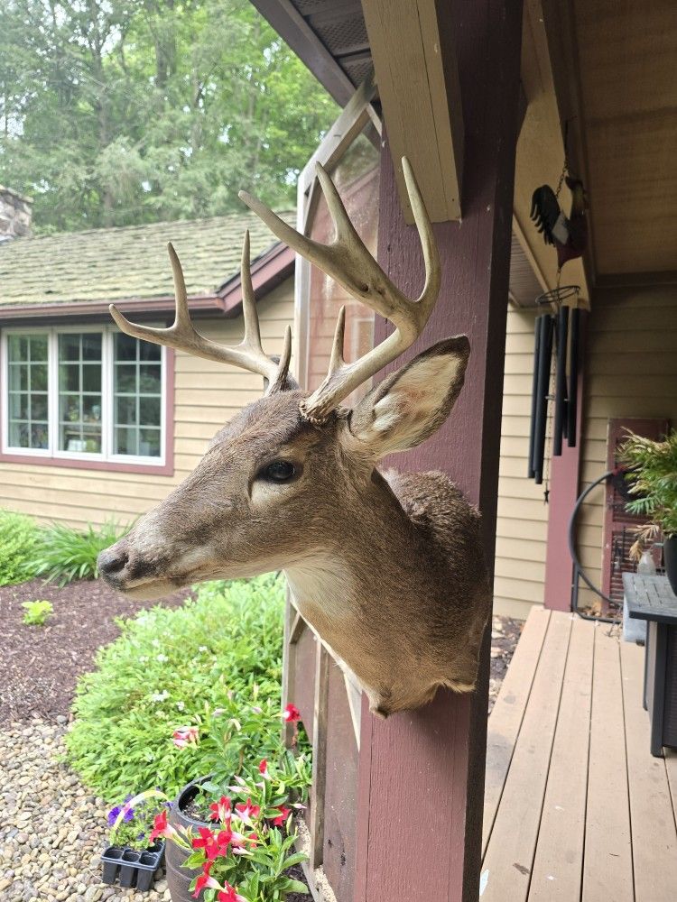 Whitetail Deer Mount