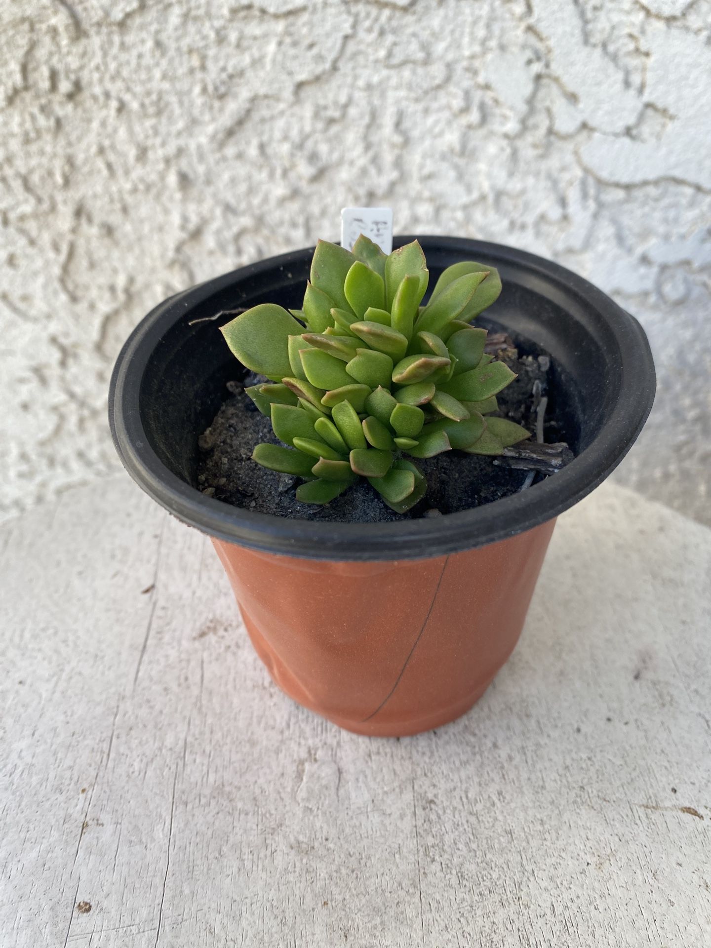 4 Inch Pot of Succulent Plant - Anacampseros Rufescens - Sunrise Succulent - Rooted & Established Plant - Drought Resistant - 🪴