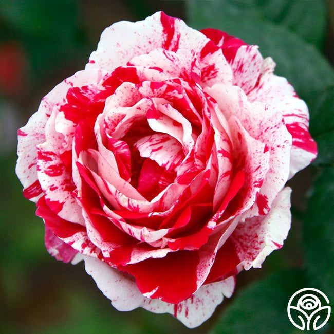 Rare & Stunning Roses for Sale – Ebb Tide & Sentimental