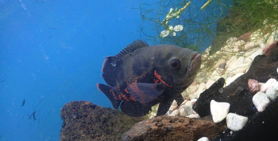 Fish Tanks