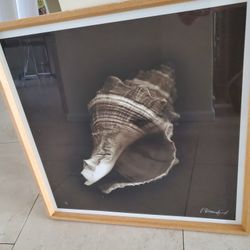 2 New Different Shells Glass Pictures In 23 By 23 Wood Frame $35 Ea Or Both $50