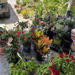 Plants