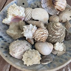 Seashells With Ceramic Bowl