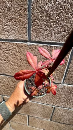 japanese red maple tree in a 4” cup