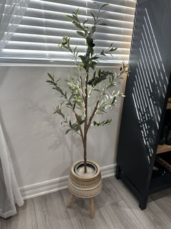 Olive tree Sold With Vase