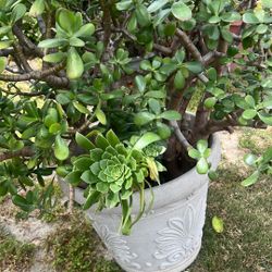 Beautiful  Jade Succulent Very Healthy