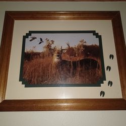 Small Deer Picture