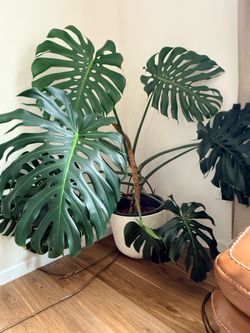 Monstera Deliciosa with the planter