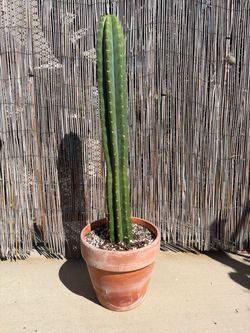 San Pedro Cactus