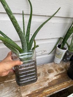Savila. Planta natural $7.    Aloe Vera 🪴