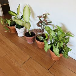 Indoor Plants 20 Each 