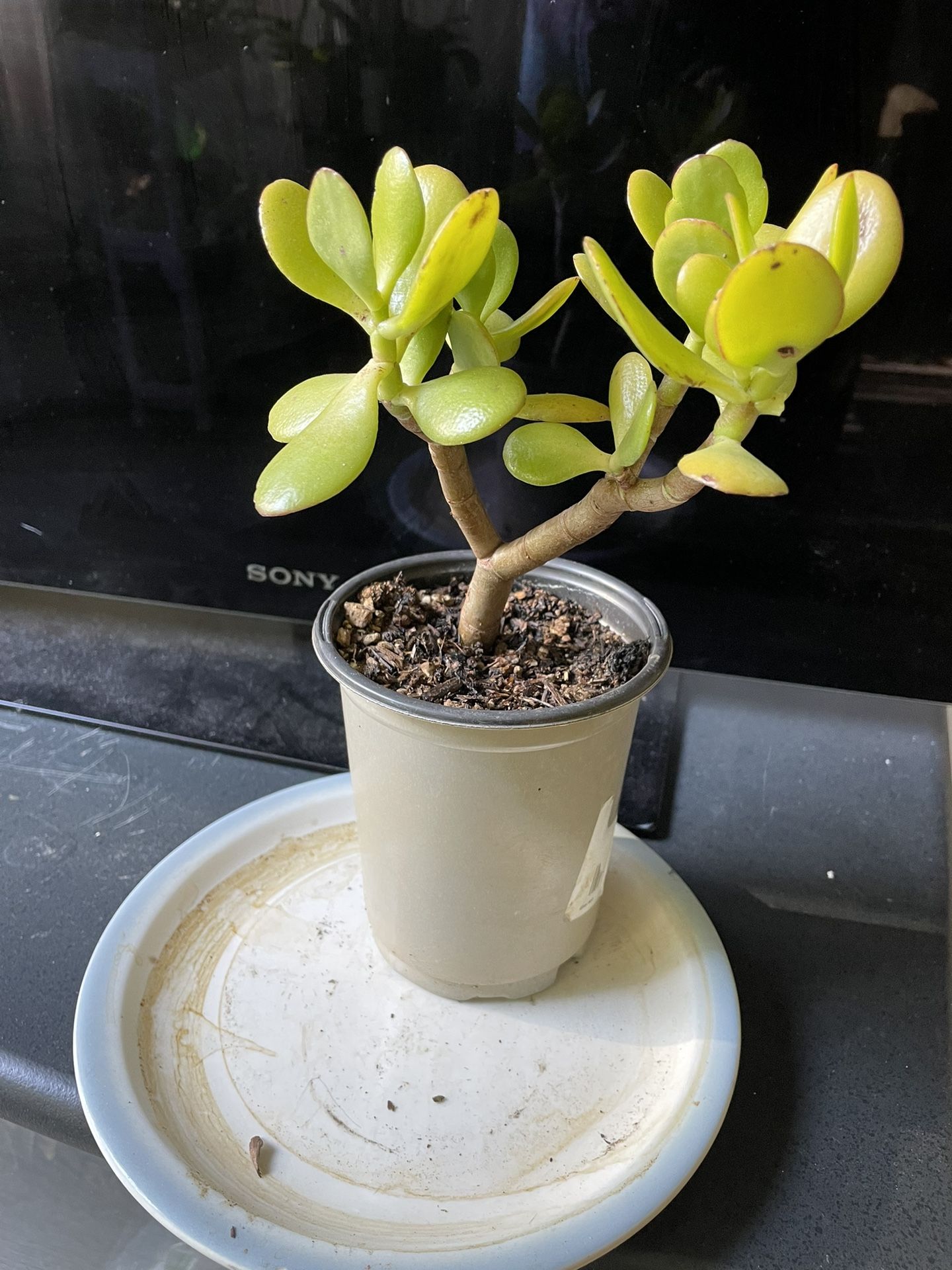 Jade Plant Pot
