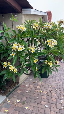 Plumeria