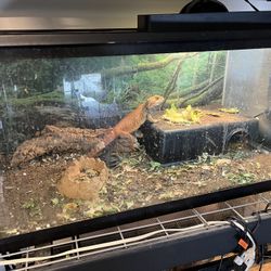 Bearded Dragon Reptile Tank 